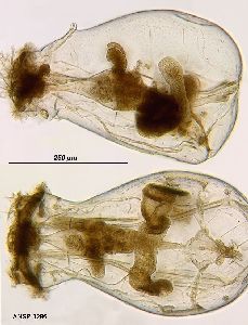  Image courtesy of ANSP (Jersabek et al. 2003) <a href='../../Reference/Index/15798' target='_blank'>[Ref.15798]</a>; females, ventral (lower specimen) and lateral (upper specimen) views
